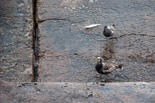 Two seagulls, Larus Atlanticus, eating "Cornalitos", Odontesthes incisa, on the breakwater	