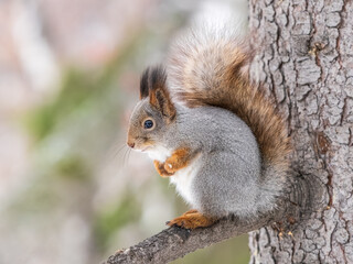 The squirrel with nut sits on tree in the winter or late autumn