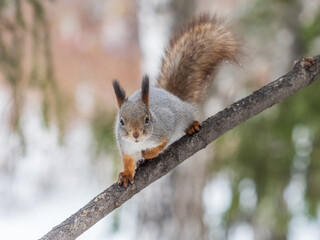 The squirrel with nut sits on tree in the winter or late autumn