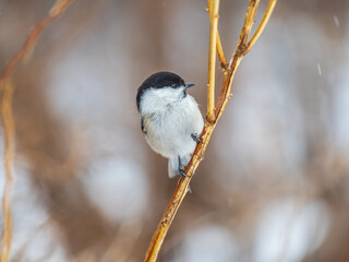 Cute bird the willow tit, song bird sitting on a branch without leaves in the winter.