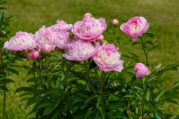 Beautiful pink peonies (Paeonia Raspberry Sundae) in bloom in spring garden