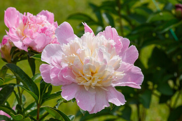 Paeonia Raspberry Sundae in bloom in spring garden