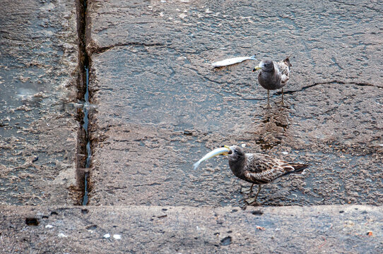 Two seagulls, Larus Atlanticus, eating "Cornalitos", Odontesthes incisa, on the breakwater
