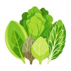 Flat vector image of various green leafy vegetables, including lettuce and cabbage, shown whole and in detail, on a white background.