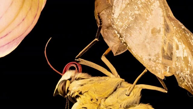 Prepona butterfly birth on black background, time lapse, concepts Metamorphosis and transformation, Life cycle and rebirth, science and education, importance of conservation of biodiversity and