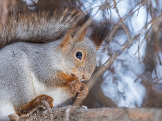 The squirrel with nut sits on tree in the winter or late autumn