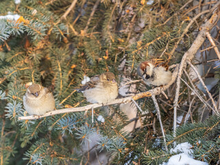 Sparrow sits on a fir branch with snow in winter