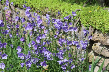  Lilium martagon, the martagon lily or Turk's cap lily, is a Eurasian species of lily. It has a widespread native region extending from Portugal east through Europe and Asia as far east as Mongolia.  