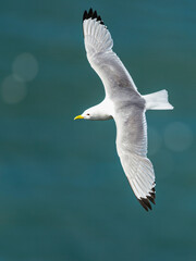 Black-legged Kittiwake, Rissa tridactyla, birds in flight over cliffs, Bempton Cliffs, North Yorkshire, England