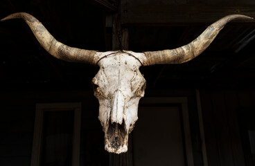 Cow skull hanging in a simulated old west town in Arizona, USA.