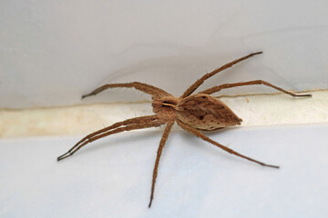 agelena labyrinthica spider macro photo