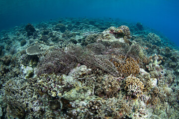 A discarded fishing net is left on a coral reef on a remote island in the Forgotten Islands of Indonesia. This beautiful region harbors extraordinary marine biodiversity.