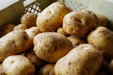 無農薬でで育てたジャガイモ