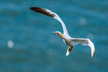 Northern Gannet, Morus bassanus, birds in flight over cliffs, Bempton Cliffs, North Yorkshire, England