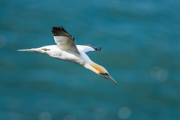 Northern Gannet, Morus bassanus, birds in flight over cliffs, Bempton Cliffs, North Yorkshire, England