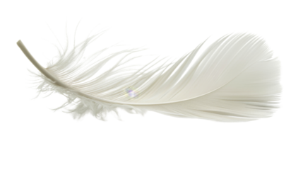 White feather on white background 