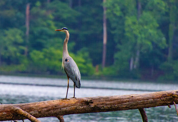 Great Blue Heron standing on log 
