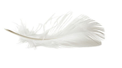 Fototapeta premium White feather on white background 