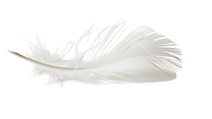 White feather on white background 