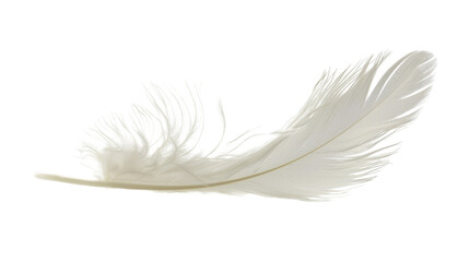 Fototapeta premium White feather on white background 