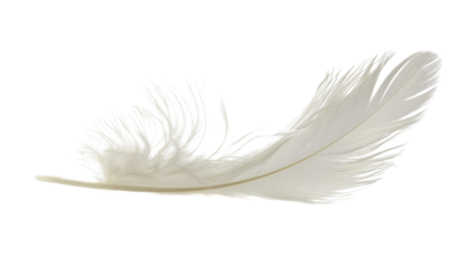 White feather on white background 