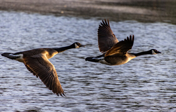Canadian geese in flight 
