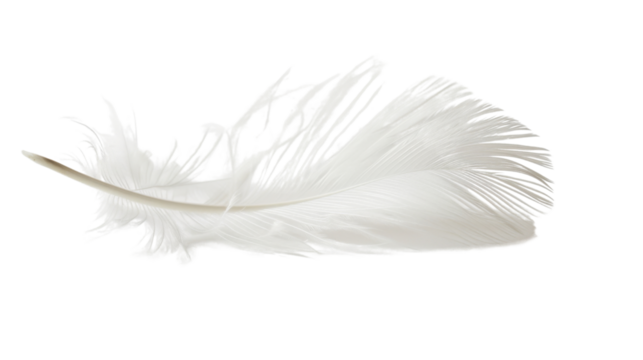 White feather on white background 