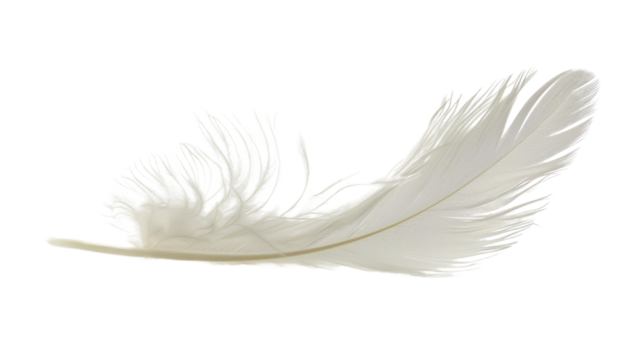 White feather on white background 
