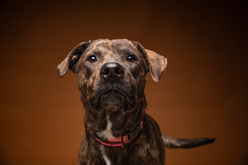 Obraz premium cute dog on an isolated background in a studio shot