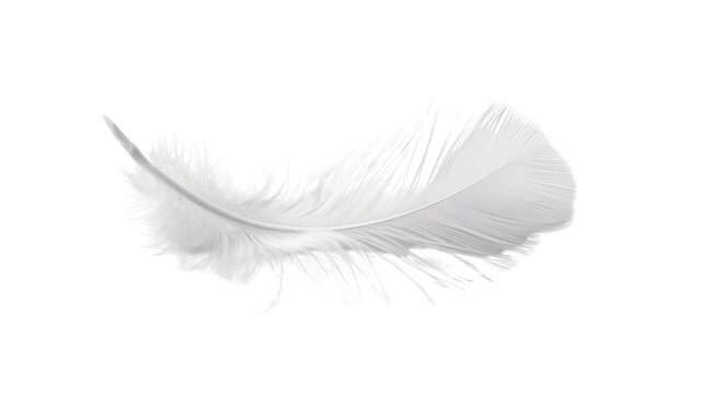 Fototapeta White feather on white background 