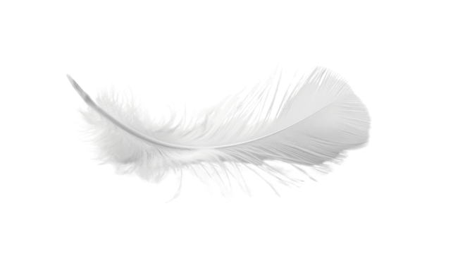 White feather on white background 
