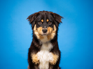 cute dog on an isolated background in a studio shot
