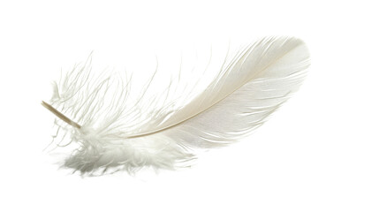 Obraz premium White feather on white background 