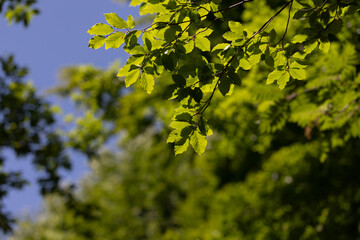 rami di un albero con piccole foglie verdi, di giorno, in primavera, bosco con alberi verdi e cielo...