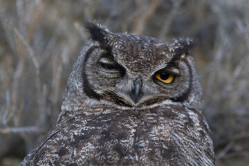 Great Horned Owl, Bubo virginianus nacurutu, Peninsula Valdes, Patagonia, Argentina.