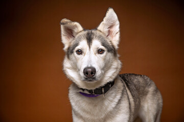 cute dog on an isolated background in a studio shot