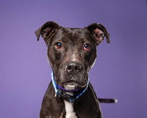 Obraz premium cute dog on an isolated background in a studio shot