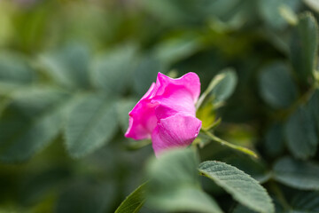 vista macro di una rosa, di color magenta con sfumature di rosa, nel suo ambiente naturale, circondata da foglie verdi