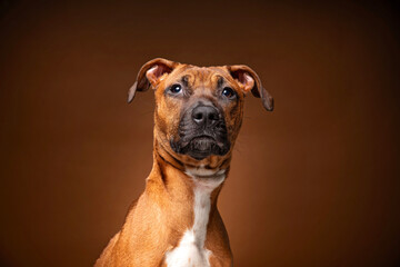 Obraz premium cute dog on an isolated background in a studio shot