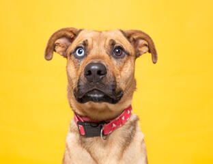 Obraz premium cute dog on an isolated background in a studio shot