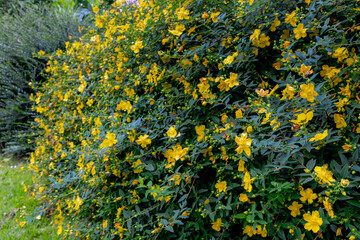 Selective focus a bush of flowers with green leaves, Yellow flowers and bloom in summer in garden, Hypericum beanii is a species of flowering plant in the family Hypericaceae, Nature floral background