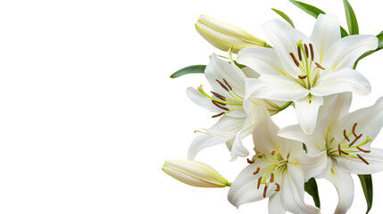 Fototapeta premium White lily head on white background 