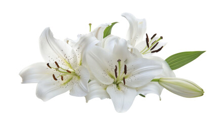Fototapeta premium White lily head on white background 