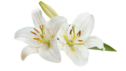 Obraz premium White lily head on white background 
