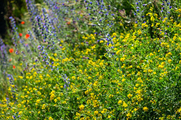 Blooming summer meadow, wild yellow pea flowers