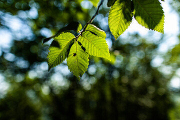 ramo sottile con foglie piccole e di colore verde, illuminate da dietro dalla luce del sole, di giorno in un bosco. sfondo sfuocato e con effetto bokeh, dai vari colori verde scuro e azzurro