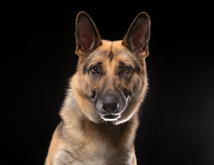 cute dog on an isolated background in a studio shot
