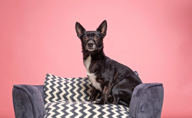 cute dog on an isolated background in a studio shot