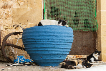 Europe, Greece, Crete, Chania harbor, old town. Blue clay pot and cats.