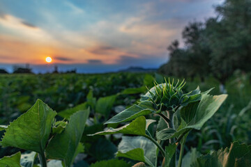 giovane fiore di girasole verde, non ancora germogliato, in un campo coltivato e bellissimo cielo al tramonto sfuocato sullo sfondo